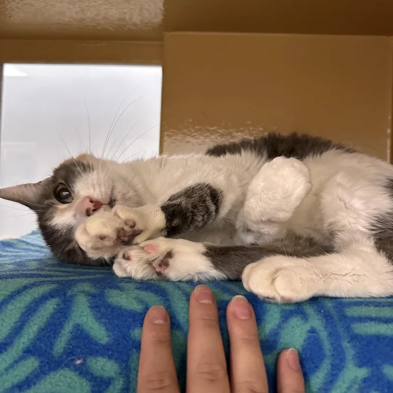 A senior medium-sized female Calico Domestic Short Hair cat named Millicent for adoption in Spokane, WA