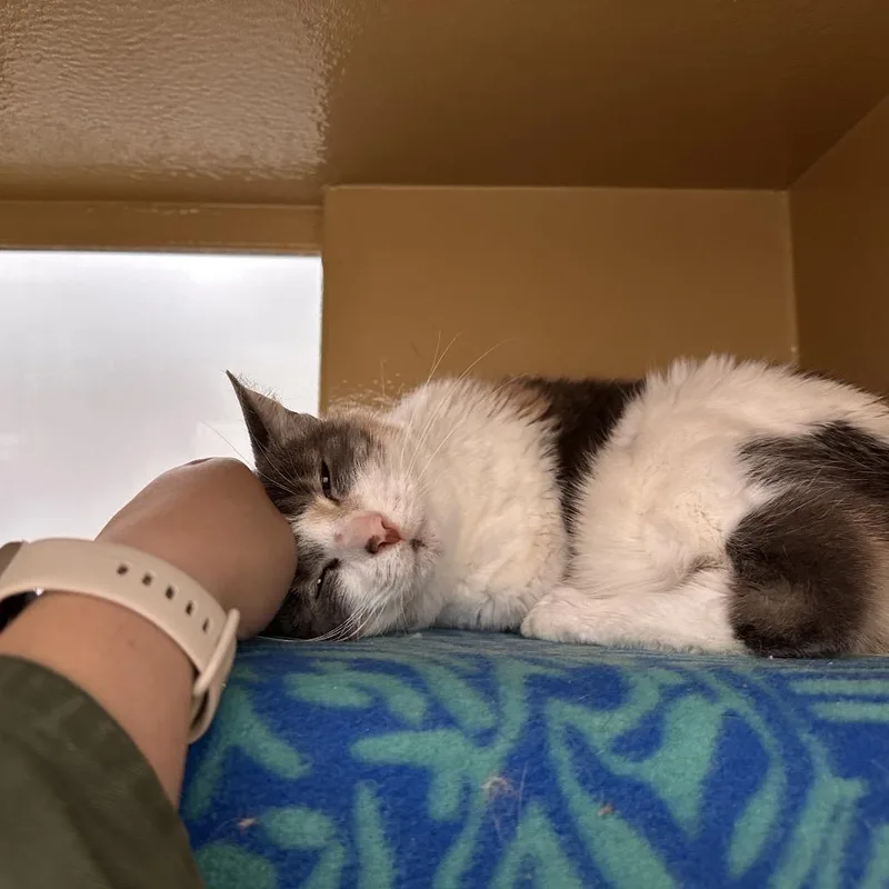 Millicent thumbnail 2