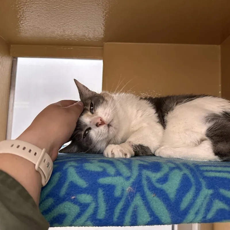 Millicent thumbnail 3