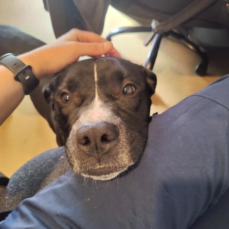 An adult medium-sized male Black Mixed Breed dog named Oscar for adoption in Chattanooga, TN