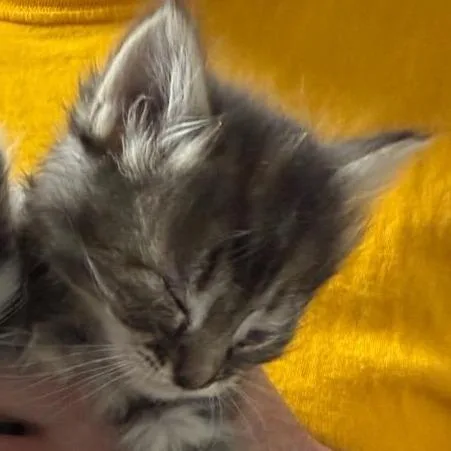 A baby small-sized female Brown / Chocolate Domestic Short Hair cat named Jasmin for adoption in Grantsville, UT
