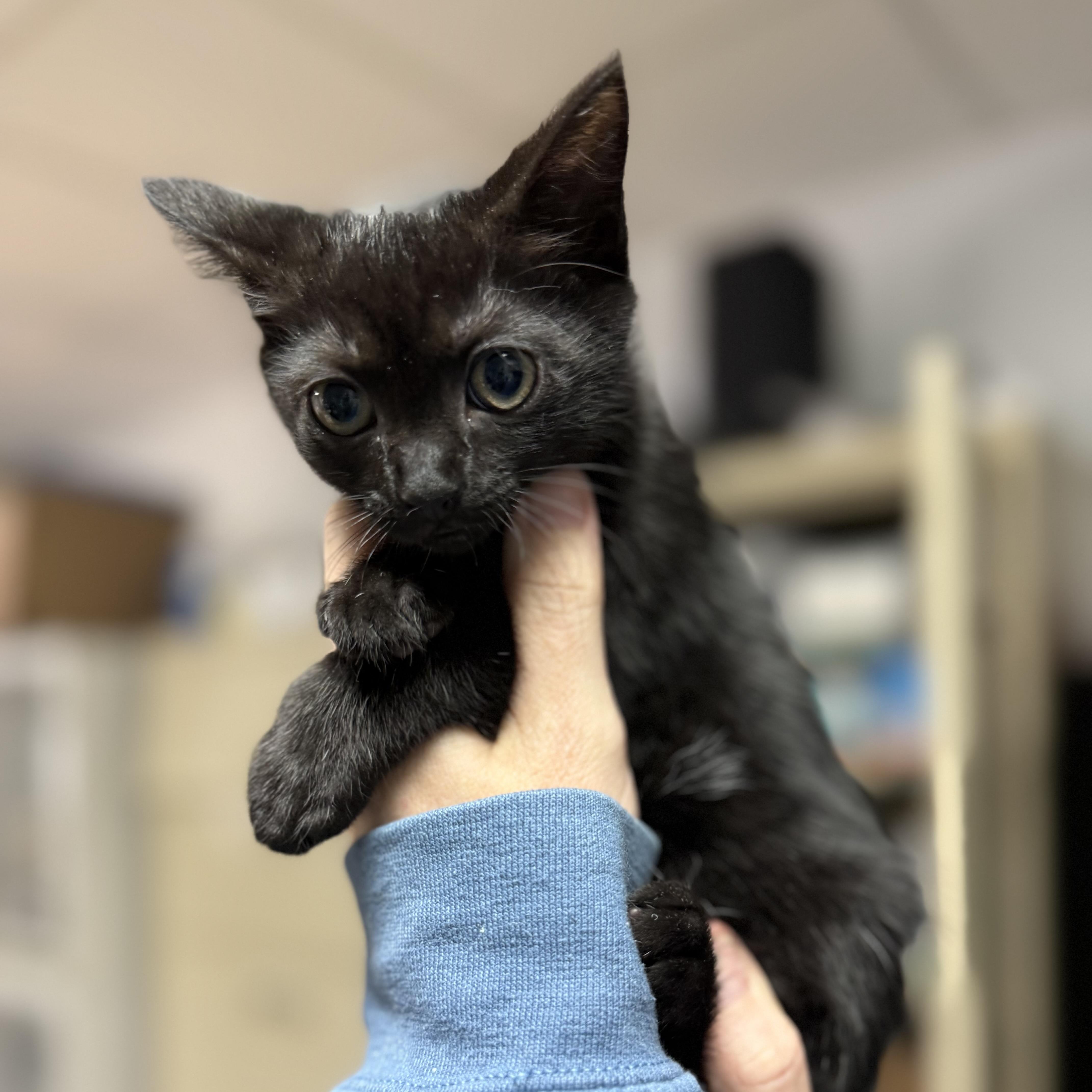 A baby medium-sized female Domestic Short Hair cat named Binks for adoption in Columbia, SC