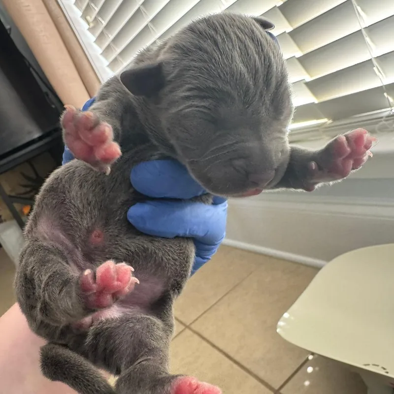 A baby small-sized female Gray / Blue / Silver Mixed Breed dog named Ingrid for adoption in Springboro, OH