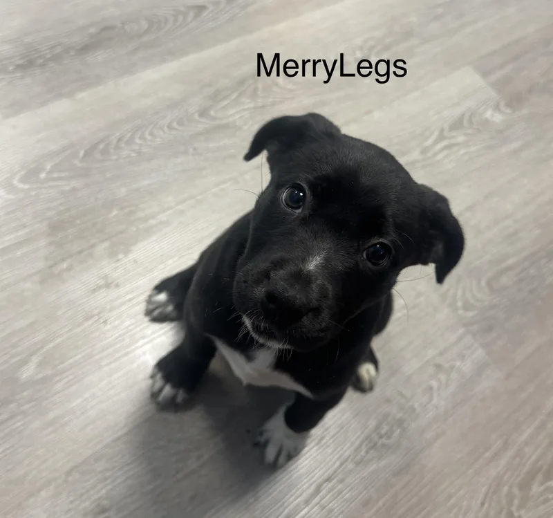 A baby medium-sized female Black Hound dog named Merry Legs for adoption in Ulster, PA