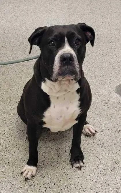 An adult extra large-sized female Black Pit Bull Terrier dog named Asia for adoption in Kansas City, MO