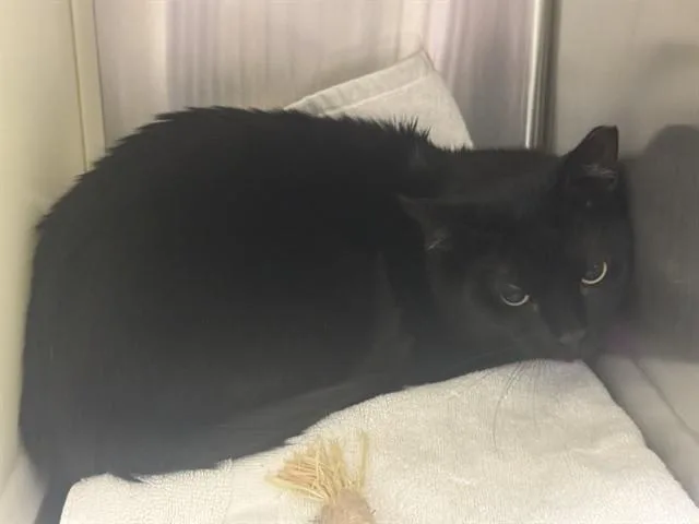 A young medium-sized male Domestic Short Hair cat named Buddy for adoption in Colorado Springs, CO