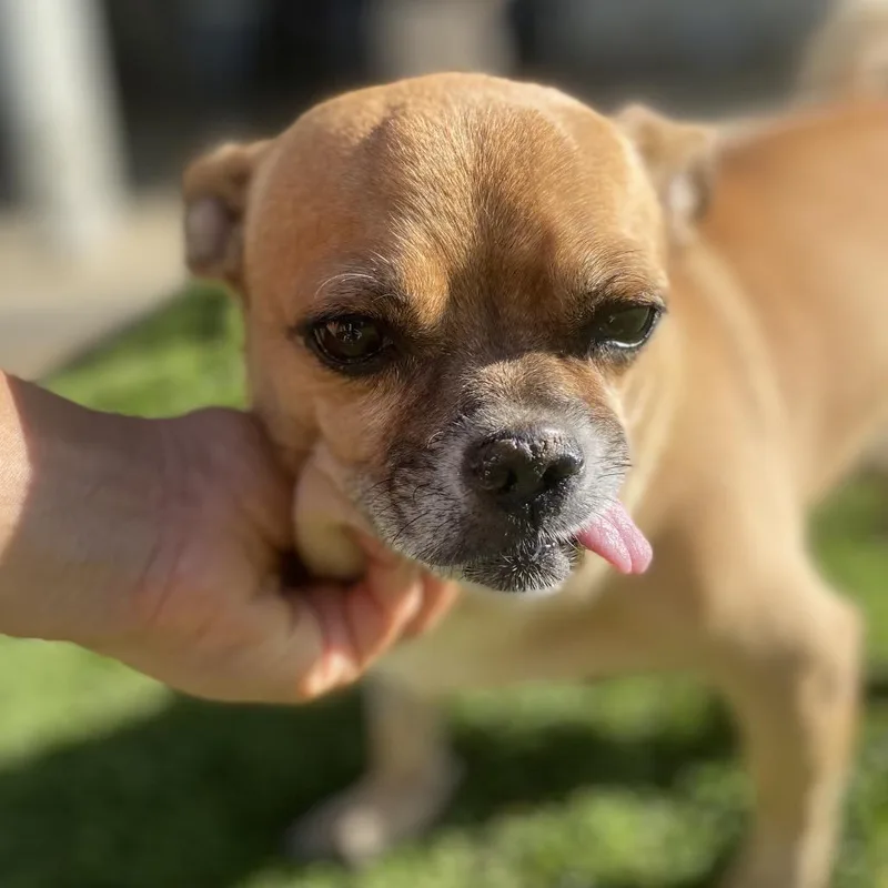 A senior small-sized male Pug dog named Bruiser for adoption in Escondido, CA