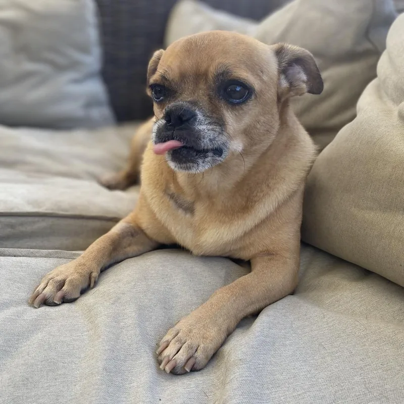 Bruiser thumbnail 3