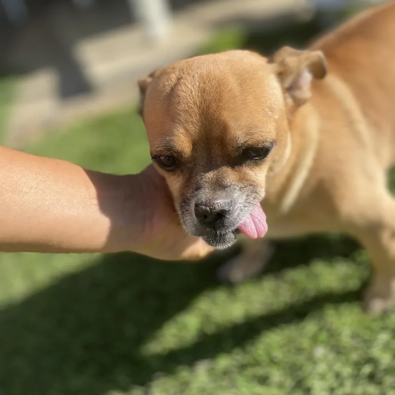 Bruiser thumbnail 4