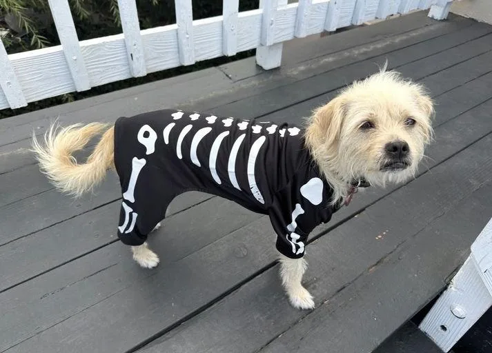 A young small-sized male Terrier dog named Larry for adoption in Los Angeles, CA