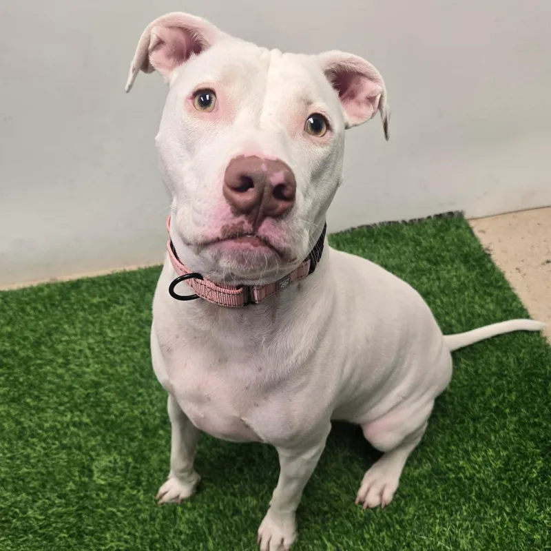 An adult large-sized male White / Cream Pit Bull Terrier dog named Seagull for adoption in Columbia, MO