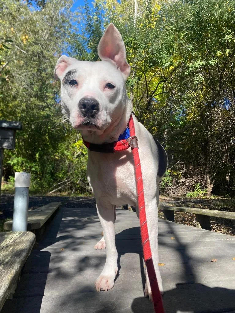 An adult medium-sized female Labrador Retriever dog named Marisol for adoption in Fall River, MA