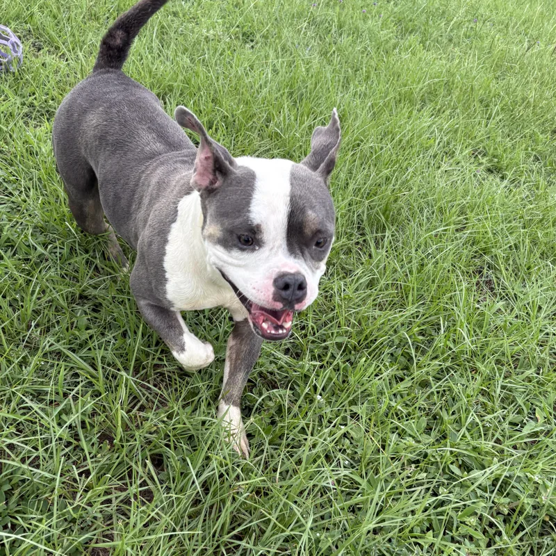 A young medium-sized female Gray / Blue / Silver Pit Bull Terrier dog named Champagne for adoption in Valdosta, GA