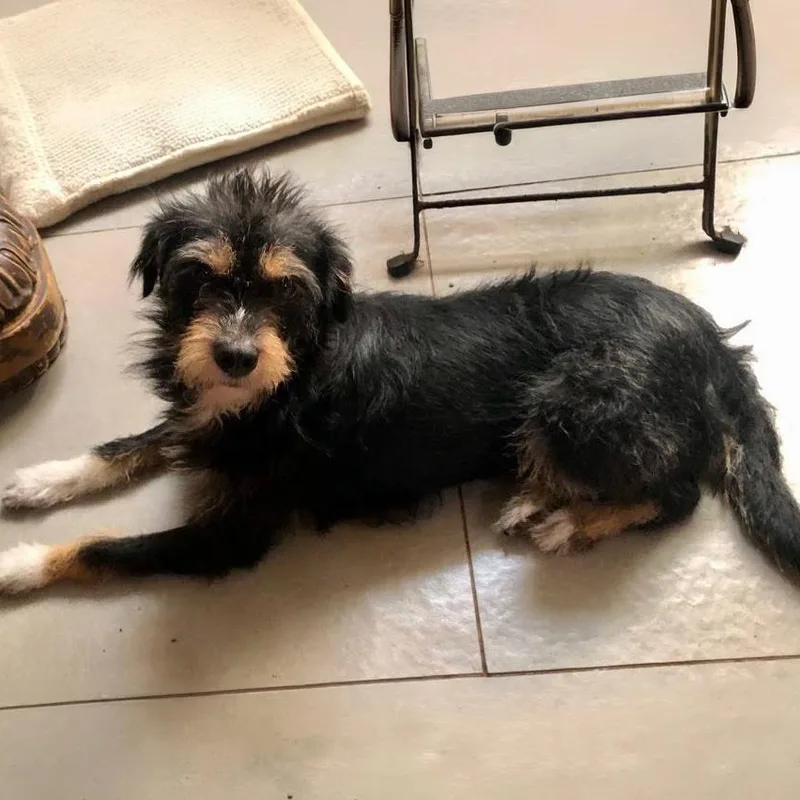 An adult small-sized female Schnauzer dog named Dolly for adoption in San Diego, CA