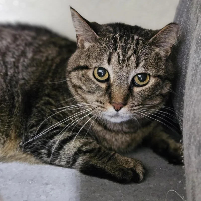 A senior medium-sized female Brown / Chocolate Domestic Short Hair cat named Cinnamon for adoption in Lakewood, CO