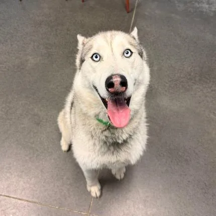 An adult large-sized male Gray / Blue / Silver Husky dog named Nuka for adoption in Idaho Falls, ID
