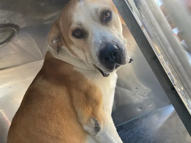 An adult large-sized male Mixed Breed dog named Benji for adoption in Dallas, TX