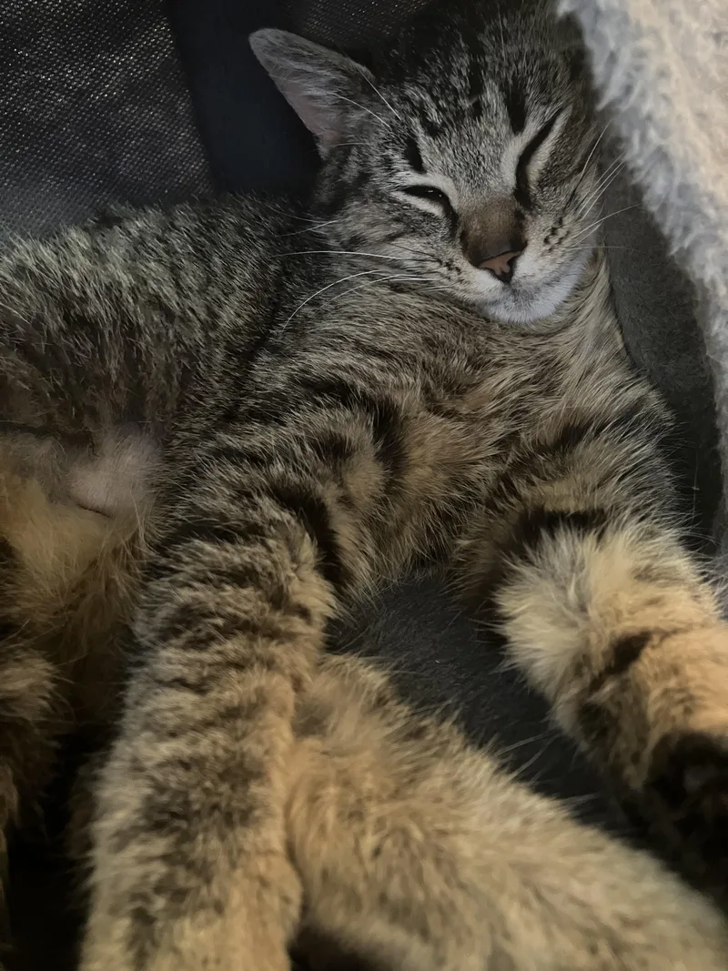 A young medium-sized female Tabby (Brown / Chocolate) Domestic Short Hair cat named Bernadette for adoption in Holly, MI