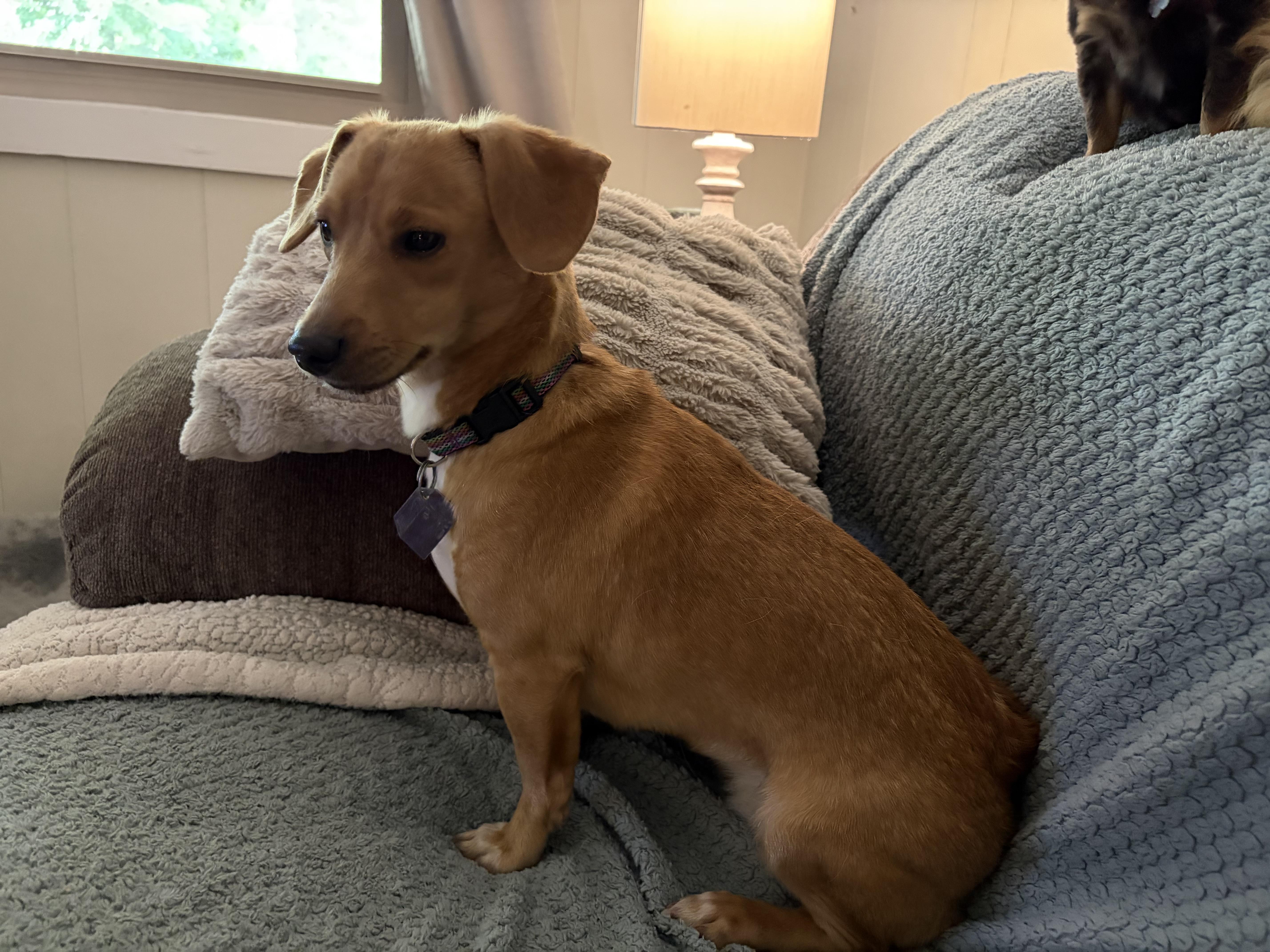 A young small-sized female Dachshund dog named Butterscotch for adoption in Scottsburg, IN