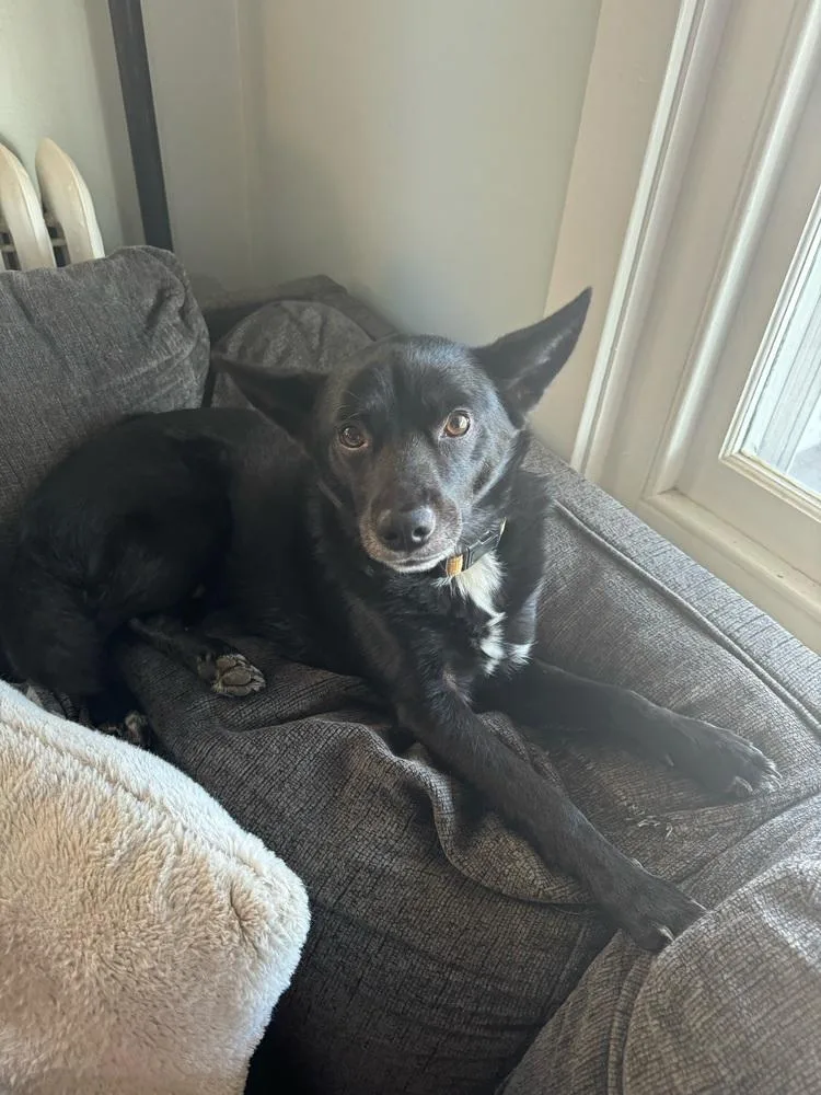Floki