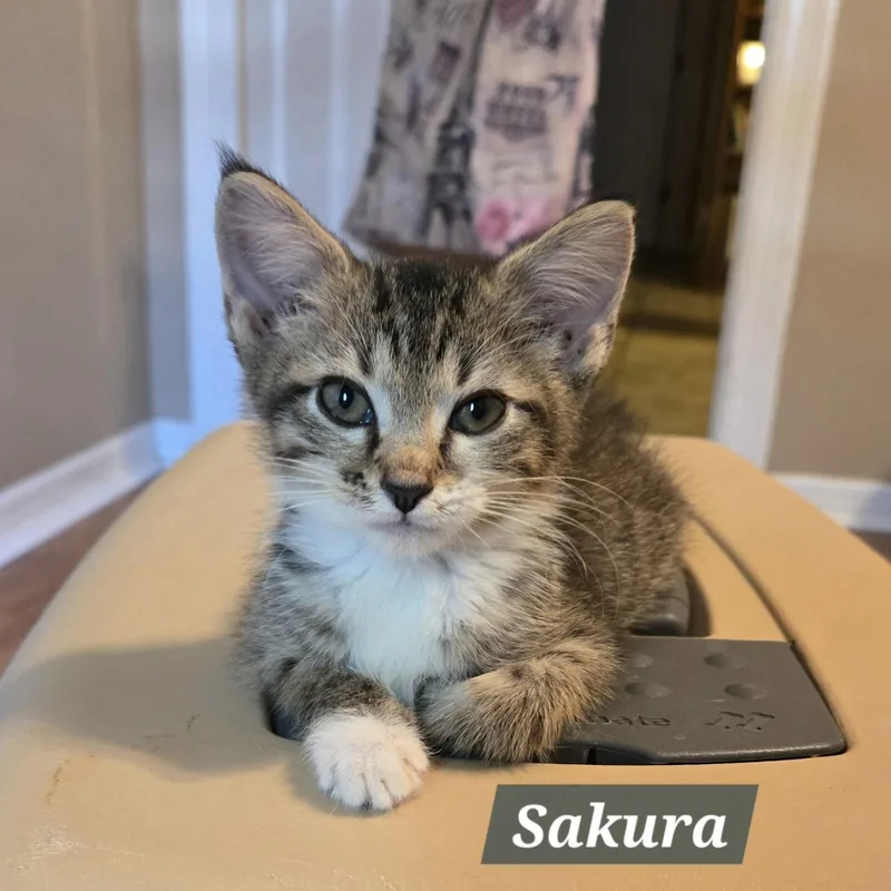 A baby small-sized female Tabby (Buff / Tan / Fawn) Domestic Short Hair cat named Sakura for adoption in Bentonville, AR