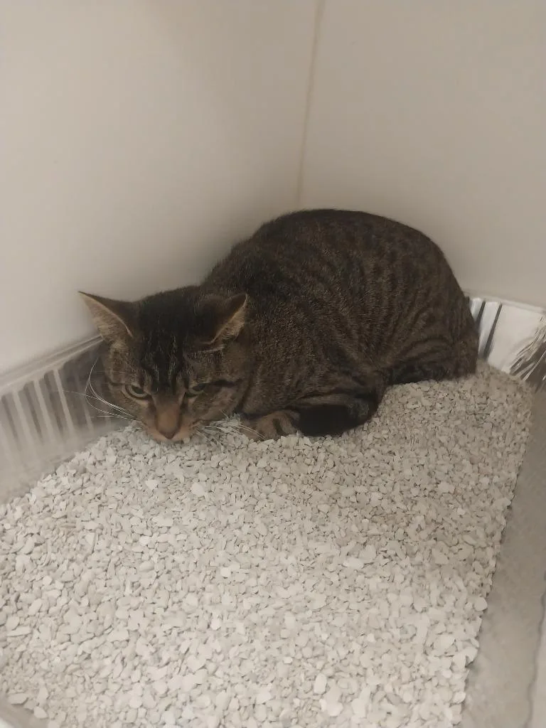 A young small-sized male Domestic Short Hair cat named Jessie for adoption in Oxford, NC