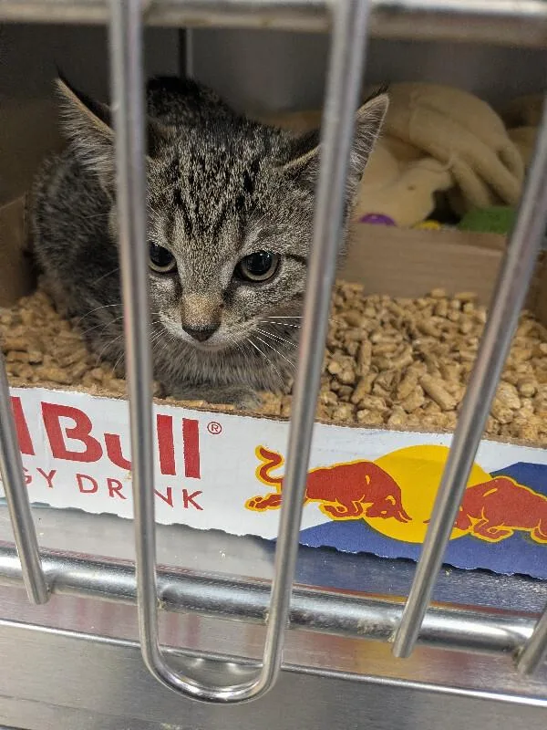 A young small-sized male Tabby (Gray / Blue / Silver) Domestic Short Hair cat named Wink for adoption in Cincinnati, OH