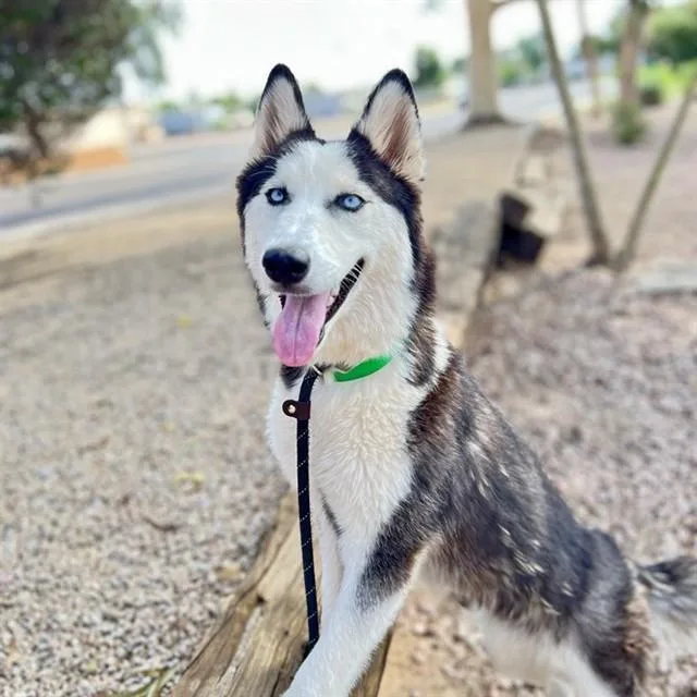 A young large-sized female Siberian Husky dog named Winona for adoption in Phoenix, AZ