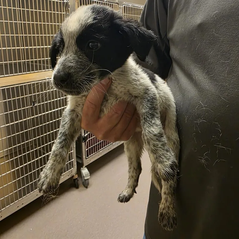 A baby medium-sized male White / Cream Cattle Dog dog named Stars for adoption in Norman, OK