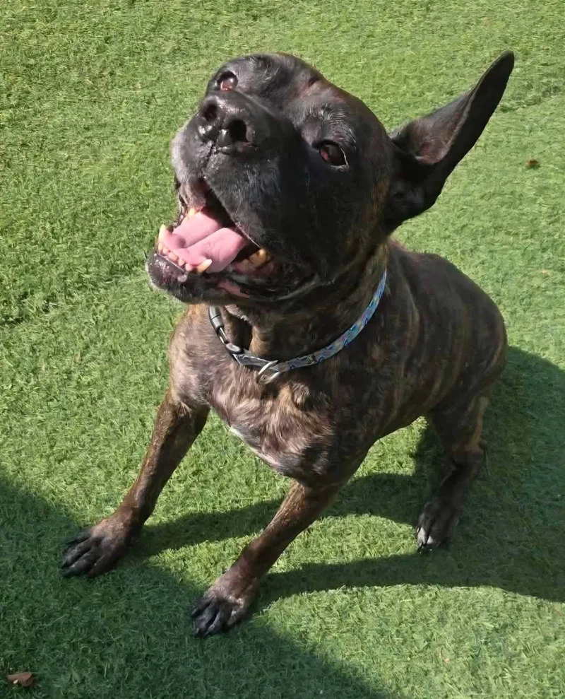 A senior large-sized female Cane Corso dog named Gertie for adoption in Blaine, MN
