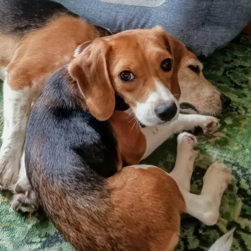 An adult small-sized female Brown / Chocolate Beagle dog named Bunny for adoption in Nowata, OK