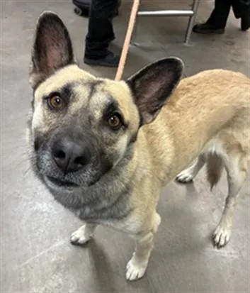 An adult large-sized male German Shepherd Dog dog named Jameson for adoption in Phoenix, AZ
