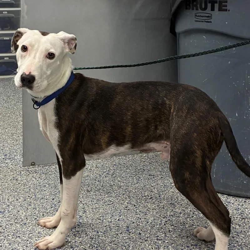 A young medium-sized male White / Cream Mixed Breed dog named Biscuit Bandit for adoption in Greenville, SC