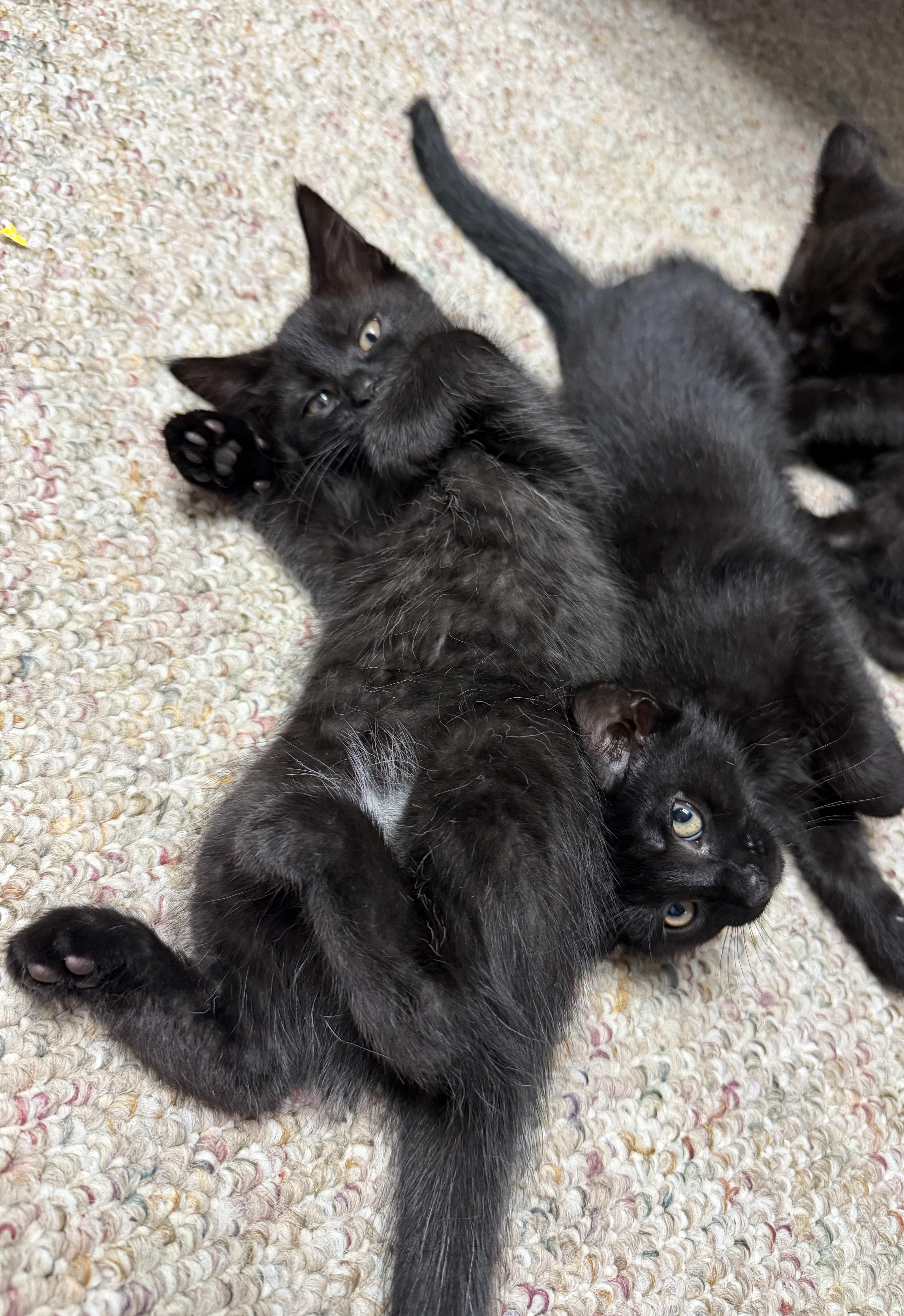 A baby medium-sized female Black Domestic Short Hair cat named Laila Ali for adoption in Mechanicsburg, PA