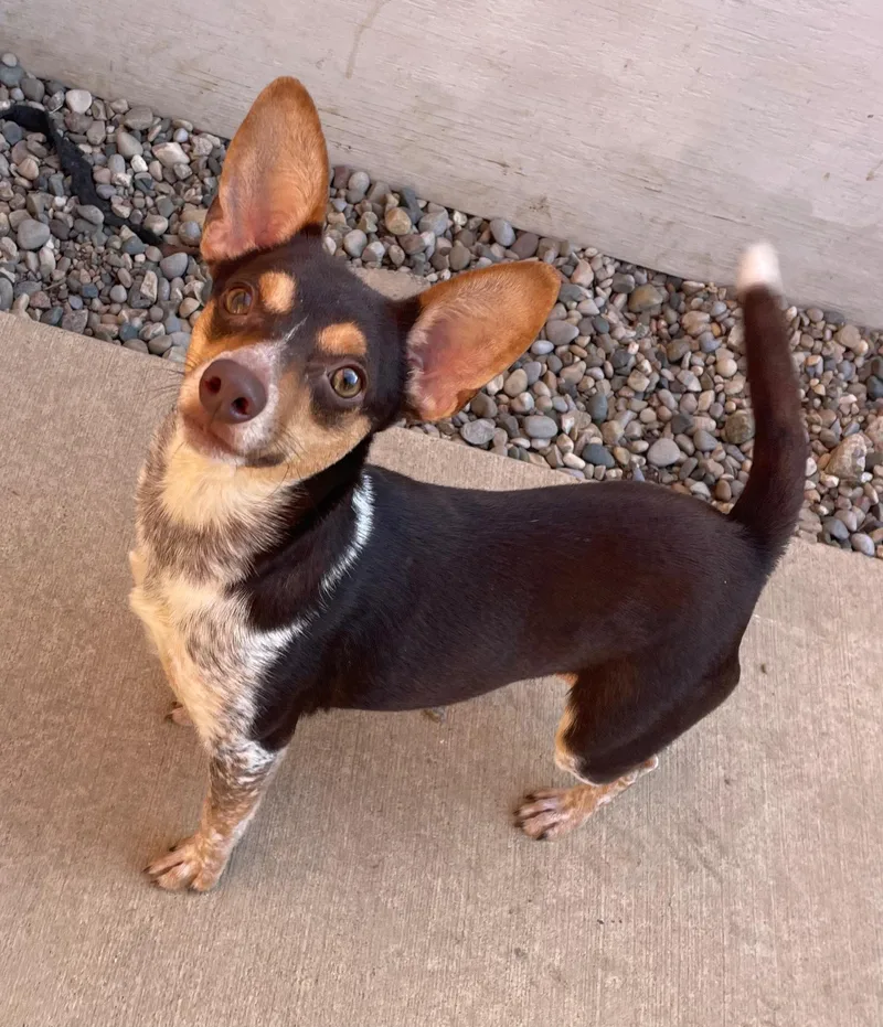 Bumblebee thumbnail 2