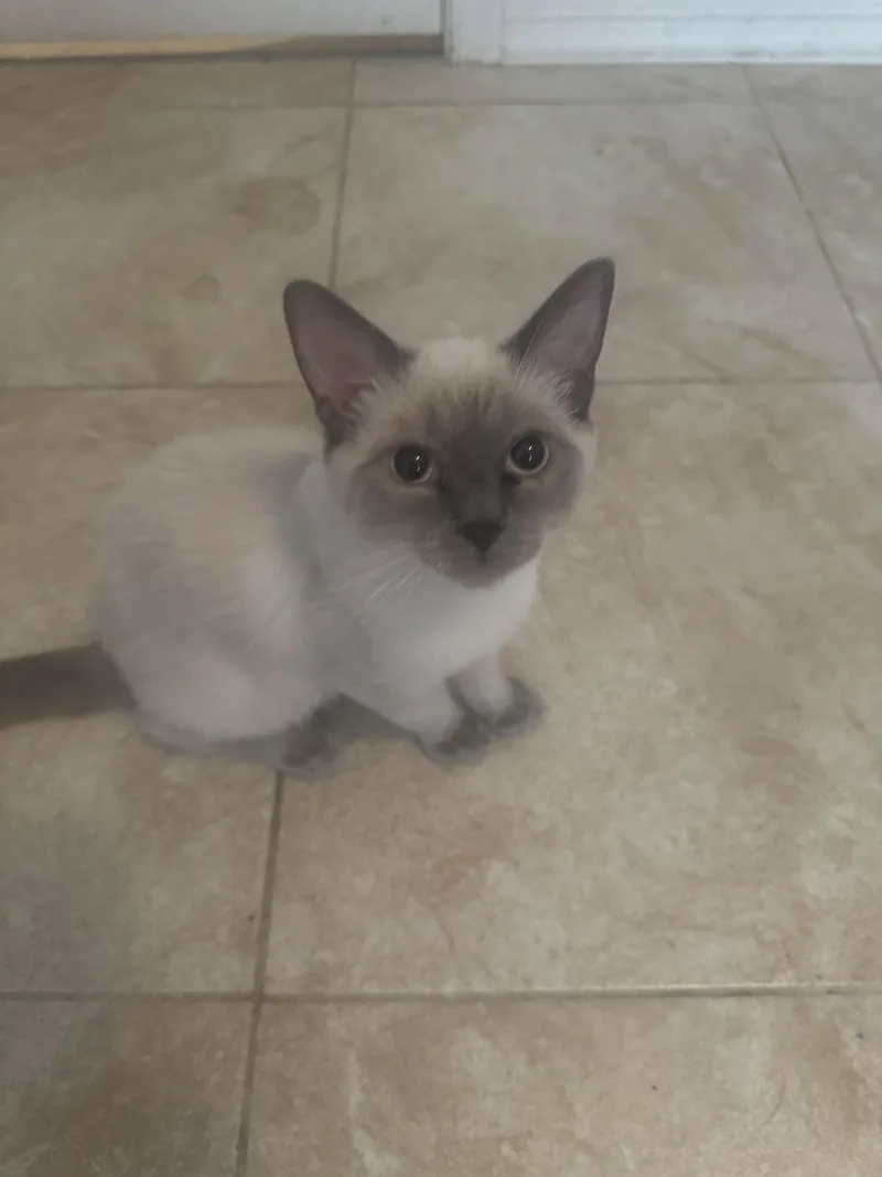A young medium-sized male Buff / Tan / Fawn Domestic Short Hair cat named Koda for adoption in Chandler, AZ