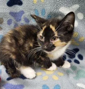 A young medium-sized female Calico cat named Gypsy for adoption in Bucyrus, OH