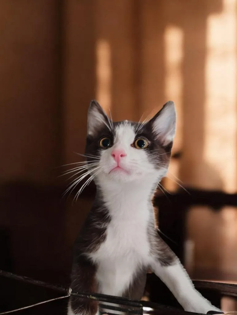 A baby small-sized female Domestic Short Hair cat named Harper for adoption in Richland Hills, TX