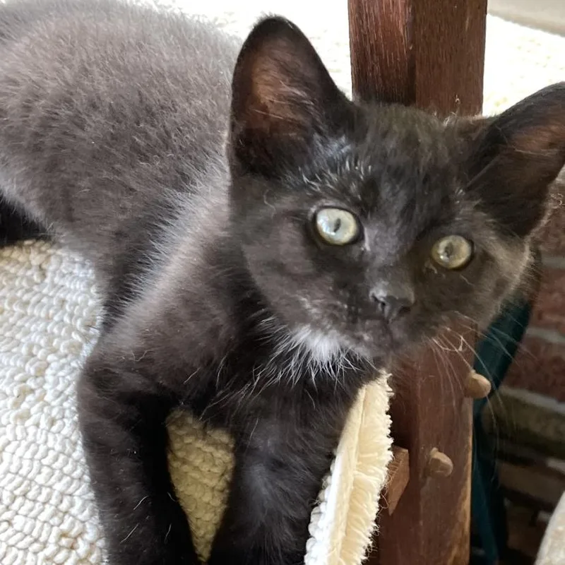 A baby small-sized male Black Domestic Short Hair cat named Ricky for adoption in Elyria, OH