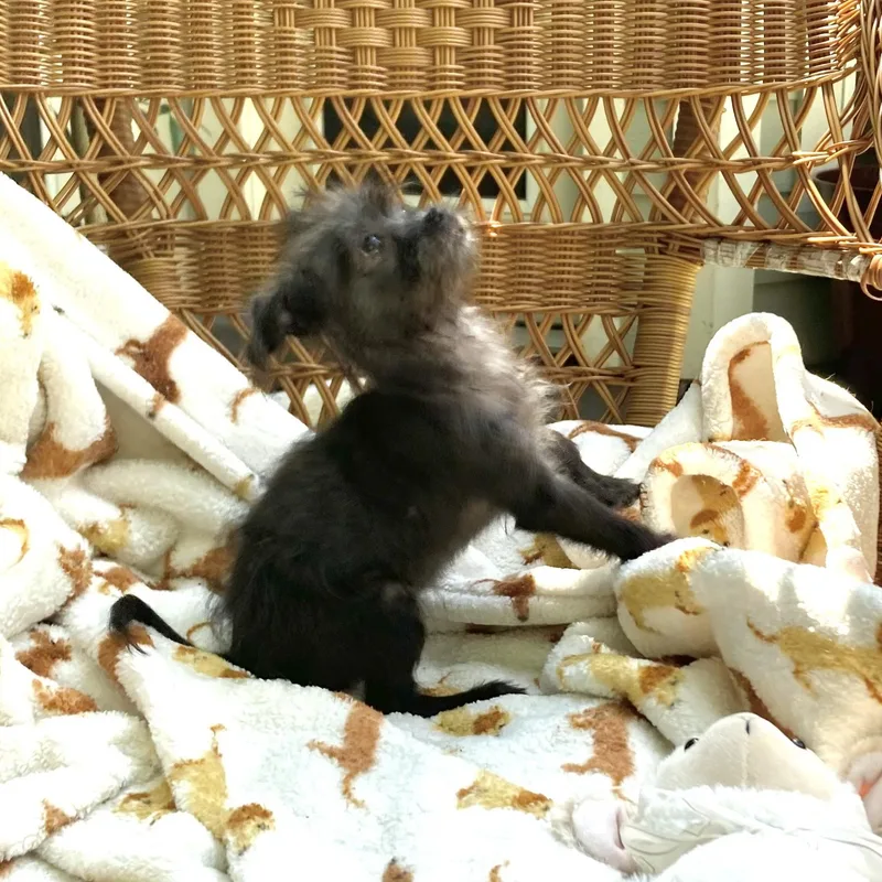 A baby small-sized female Shih Tzu dog named Nadia for adoption in Conroe, TX