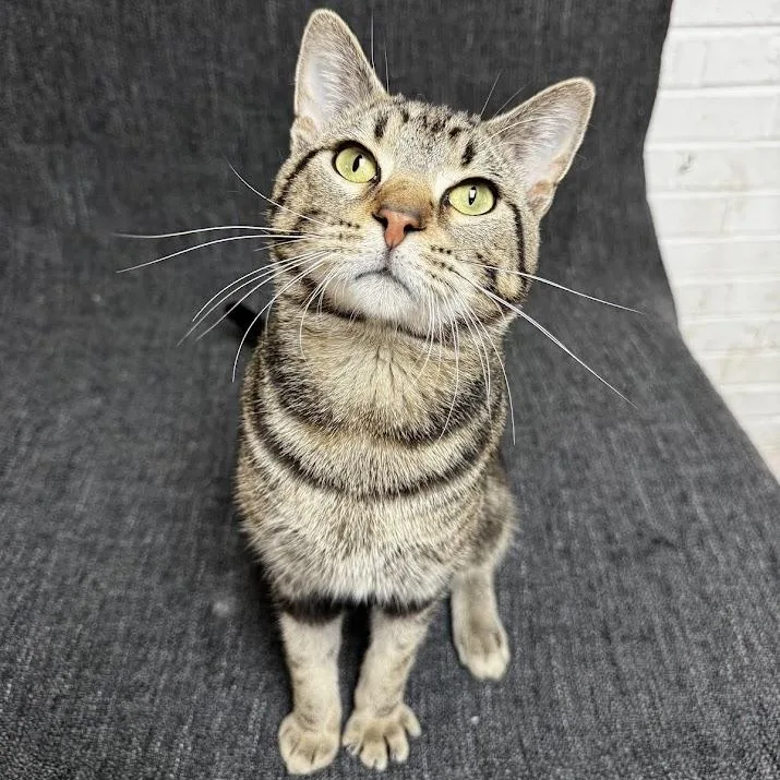 An adult medium-sized male Tabby (Brown / Chocolate) Domestic Short Hair cat named Newton John for adoption in Waterloo, IA