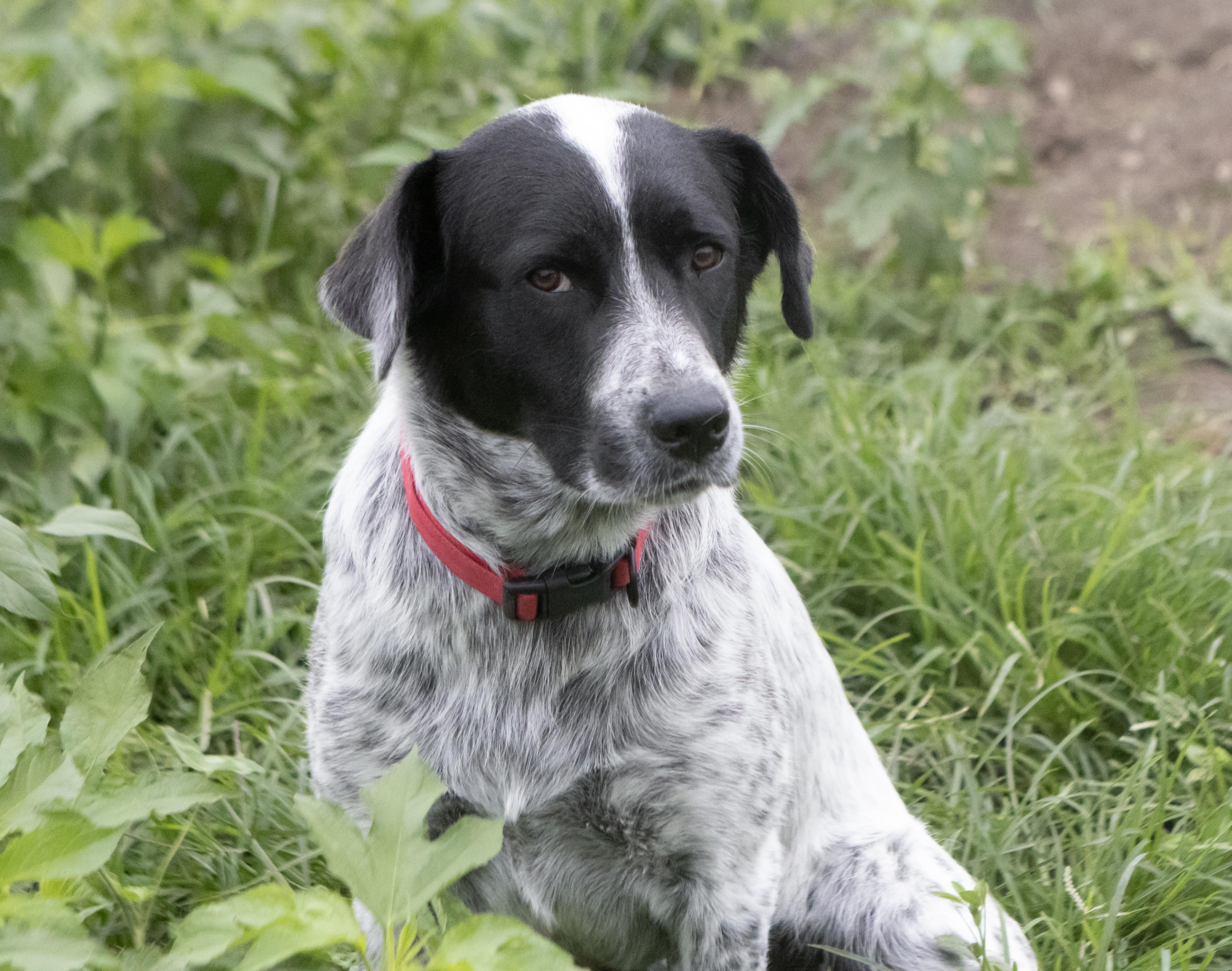 A young medium-sized female Merle (Blue) Australian Cattle Dog / Blue Heeler dog named Lily for adoption in Dyer, IN