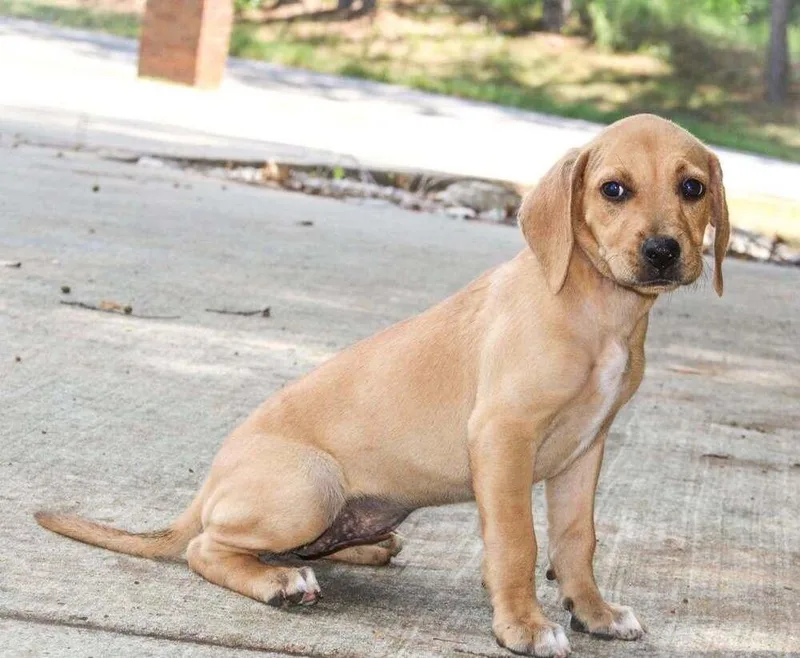 A baby medium-sized female Mixed Breed dog named Keene for adoption in Groveland, MA