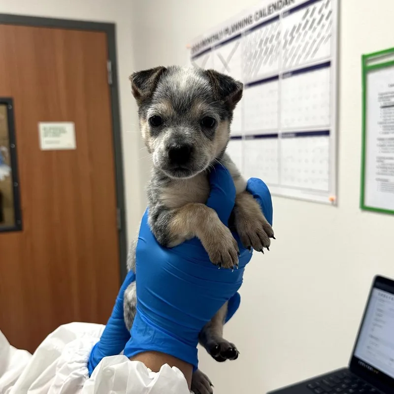 A baby small-sized female White / Cream Shepherd dog named Twinkle T for adoption in Edinburg, TX