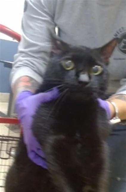 A young small-sized male Domestic Short Hair cat named Salmon for adoption in Miami, FL