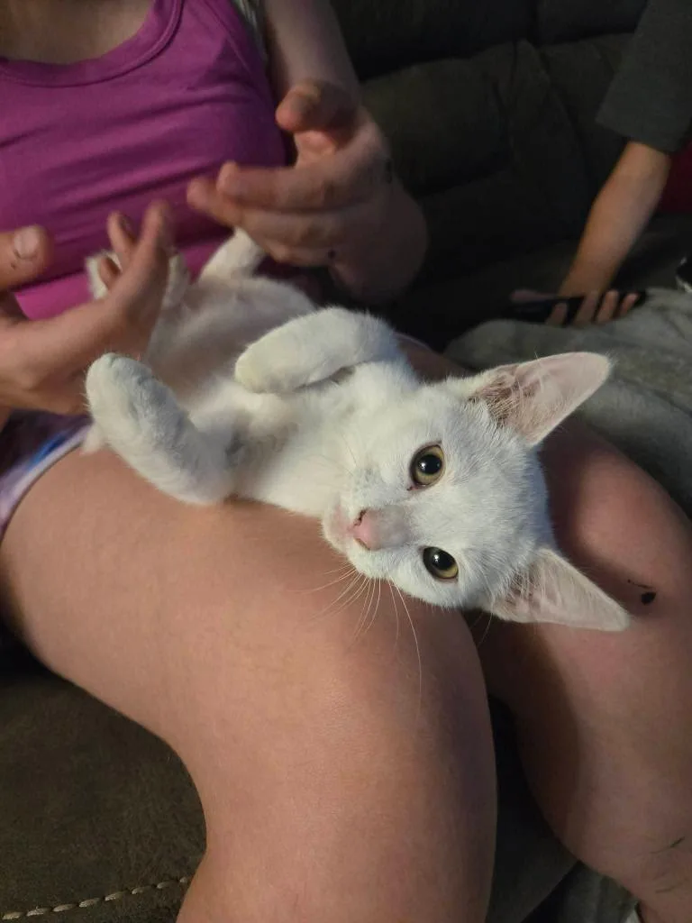 A baby medium-sized male Domestic Medium Hair cat named Tyler for adoption in Miami, OK
