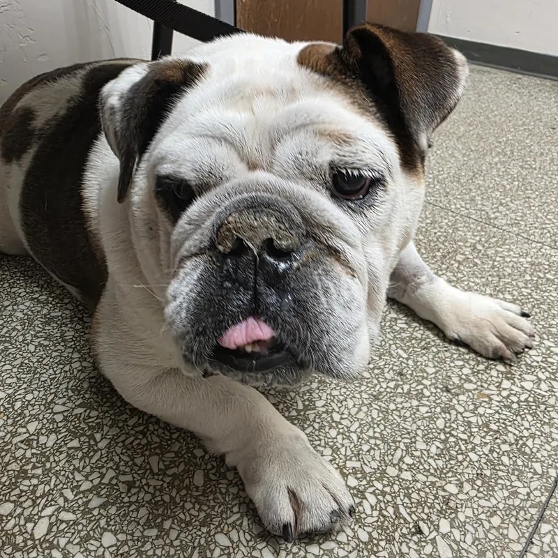 An adult medium-sized female Tricolor (Brown, Black, & White) English Bulldog dog named Pudgey for adoption in La Mesa, CA