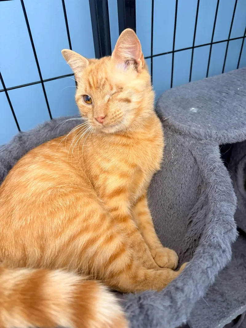 A young medium-sized female Domestic Short Hair cat named Rye for adoption in Indianapolis, IN