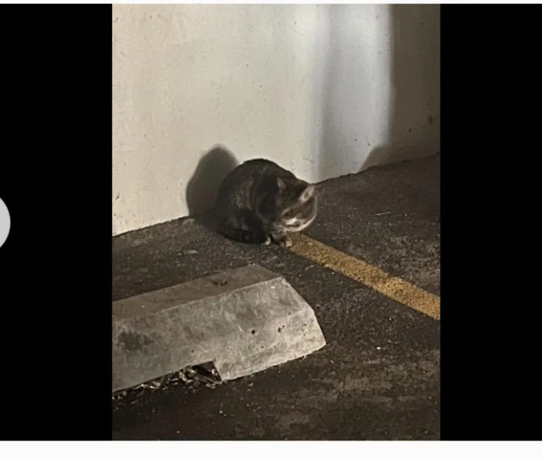 Blanket! The Beautiful Sweetest thumbnail 4