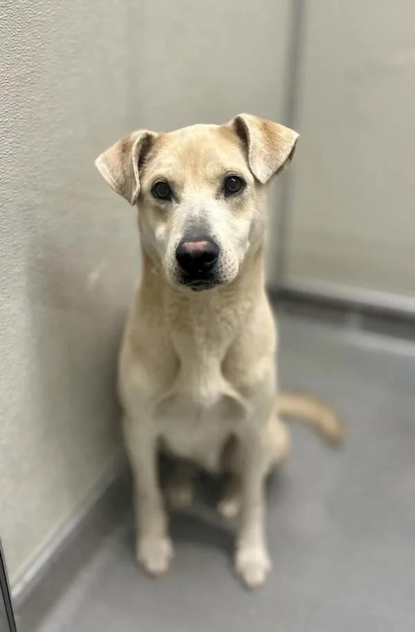 An adult large-sized male Shepherd dog named Maverick for adoption in Victorville, CA